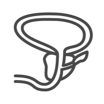 Erkrankungen der Prostata